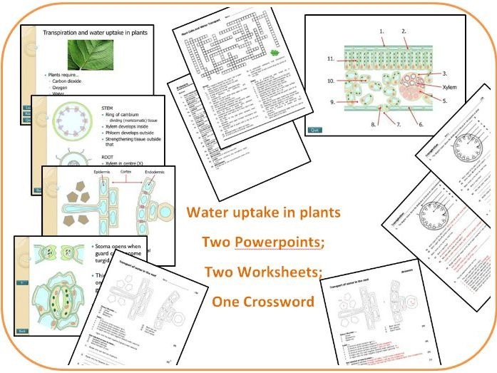 16 Soap Plants Crossword MenoStevin