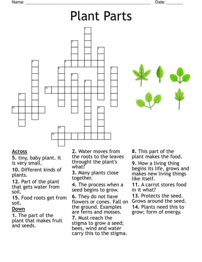 22 Crossword Clue Marsh Plant IsraSemesa