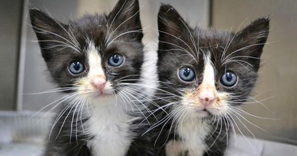 25 Adorable Animal Twins That Are Almost Impossible To Tell Apart 