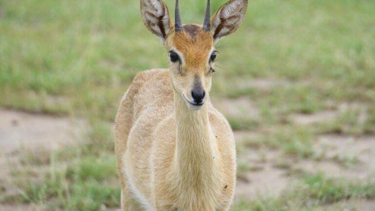 African Antelope Crossword Clue Shedding Light On A Mighty Puzzle 