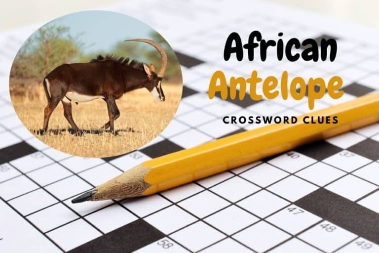 African Antelope Crossword Clues Breakdown By Letters Other Facts