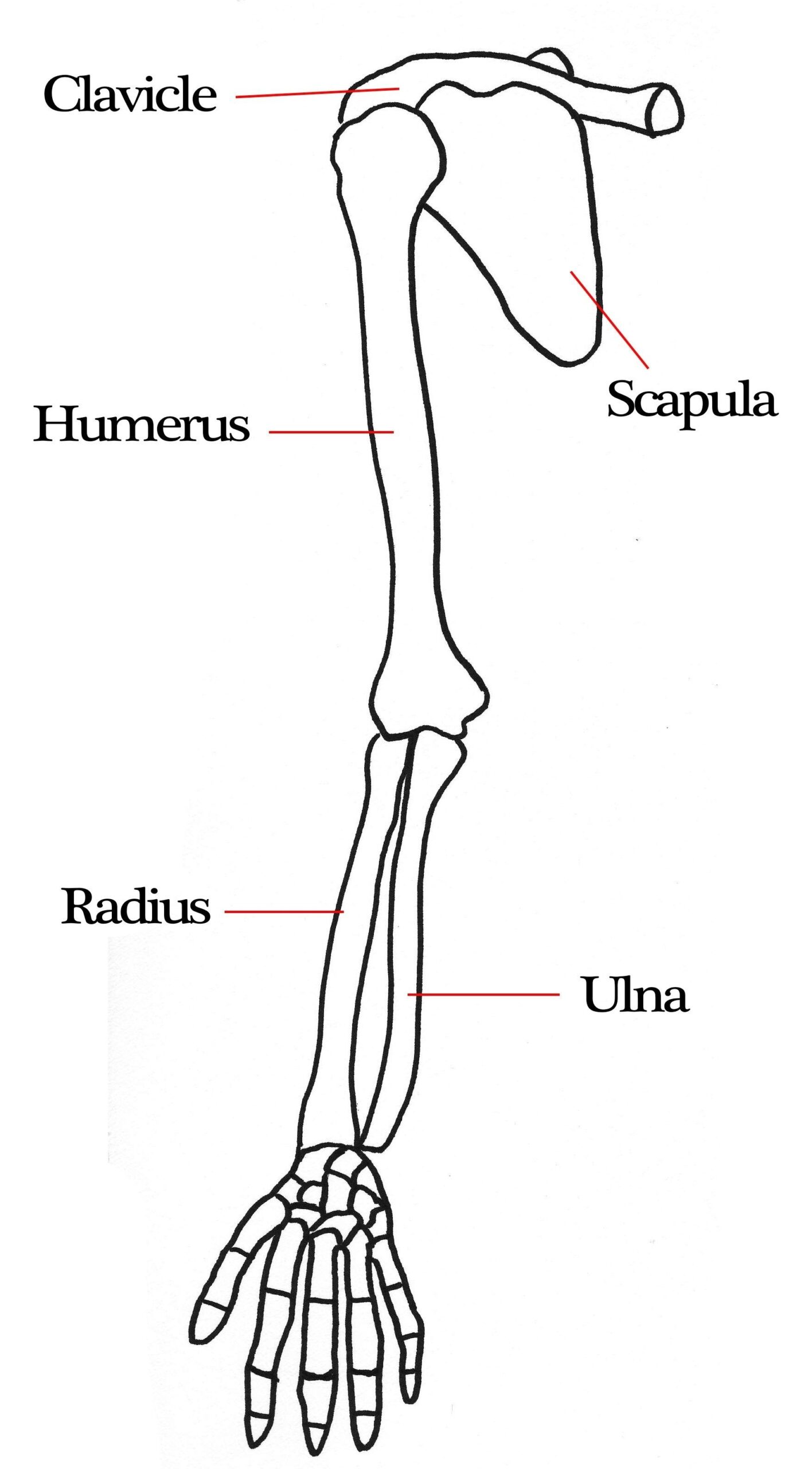 Arm Bone Crossword Clue 7 Letters