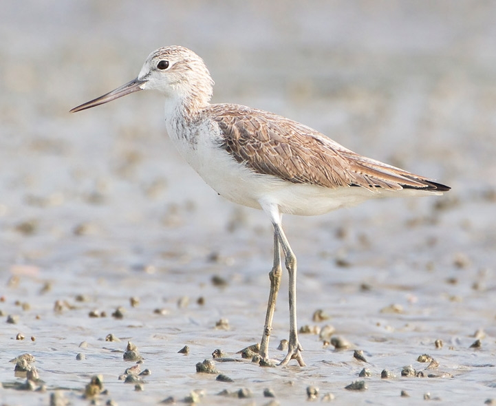 Bird Quizzes Sandpiper Relatives