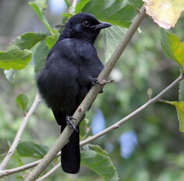 Black Cuckoo Cuculus Clamosus By Sergei Golyshev Cuckoo Bird Birds