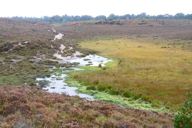 Boggy Area Near Wilverley Plain Mike Smith Geograph Britain And 