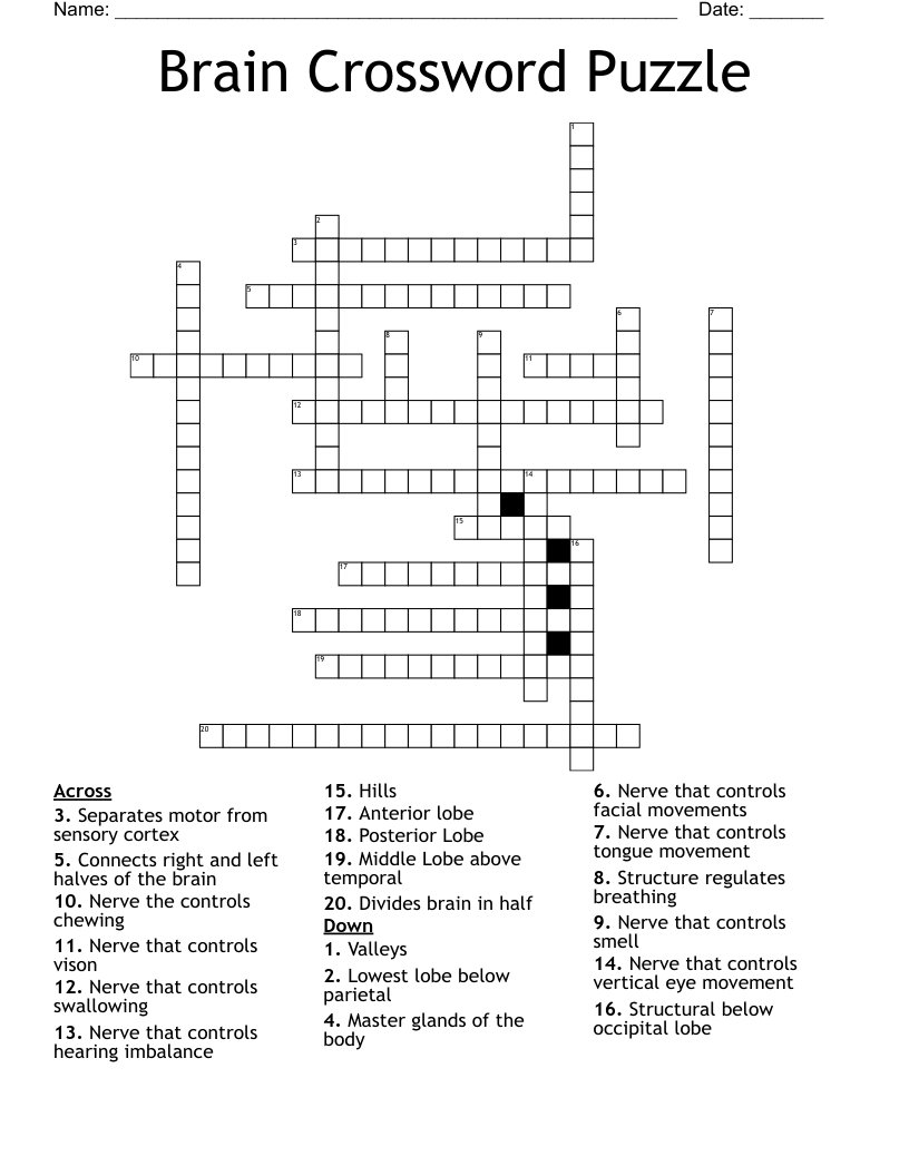 Brain Crossword Puzzle WordMint