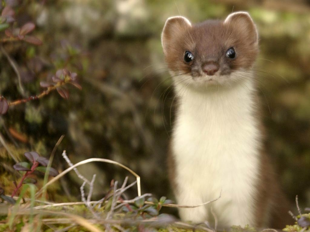 Brown Ermine