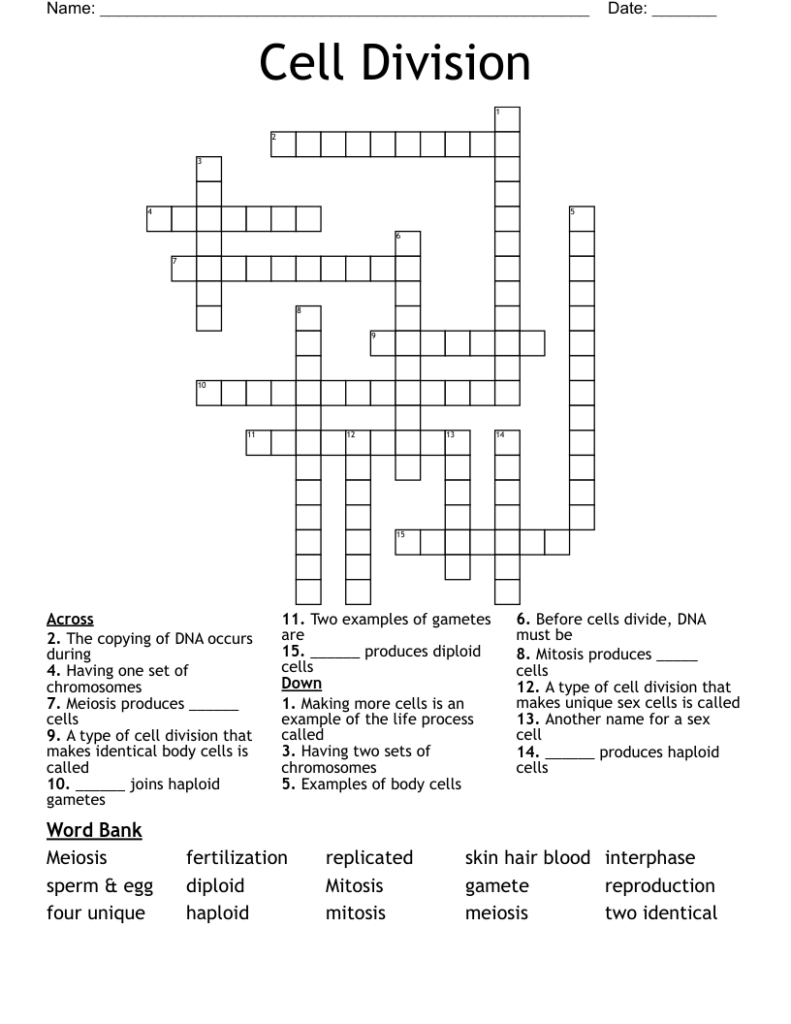 Cell Division Crossword WordMint