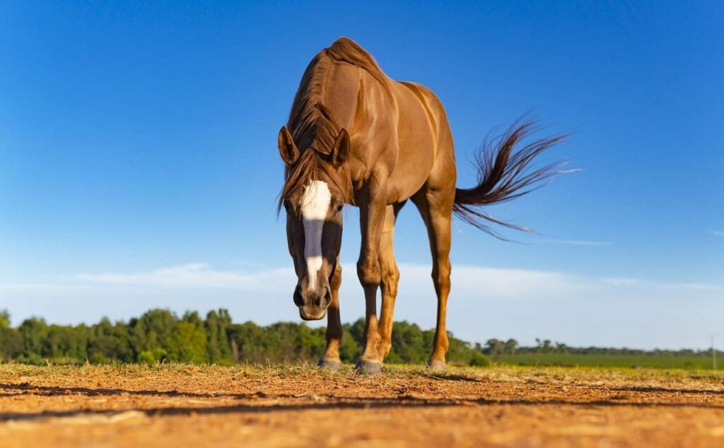 Chestnut Horse Puzzle Factory