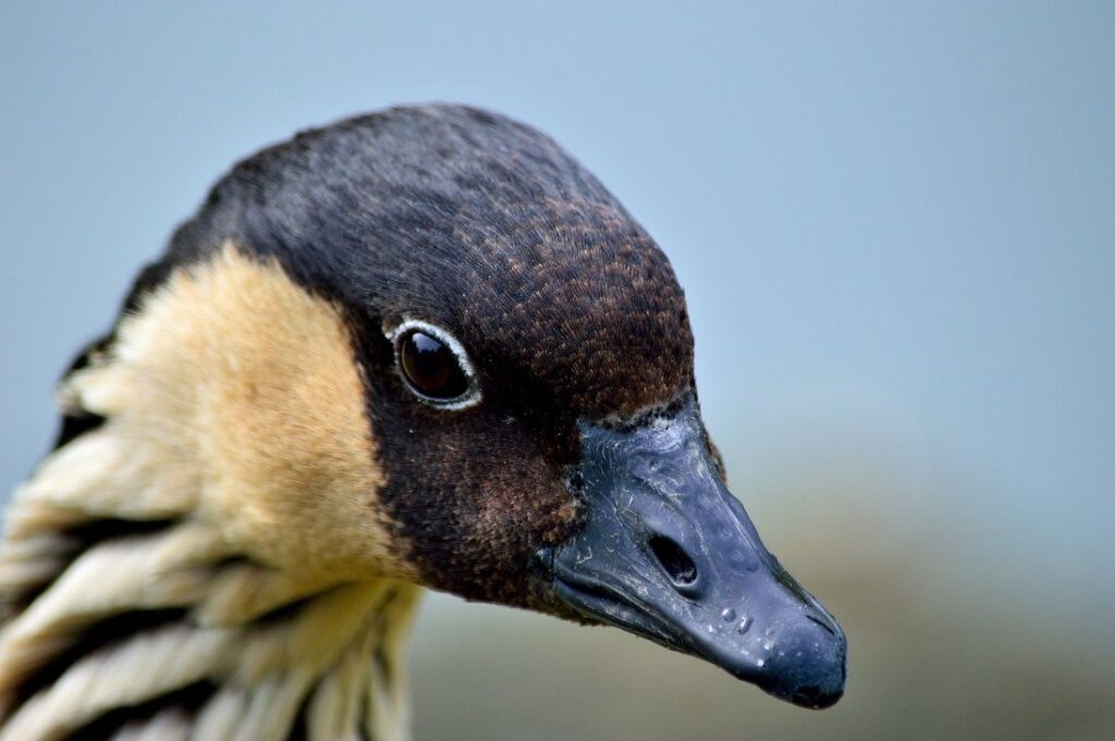 Goose Crossword Bird By Cricketumpire deviantart On DeviantArt 