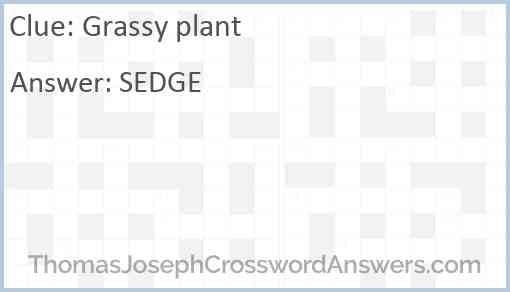 Grassy Plant Crossword Clue ThomasJosephCrosswordAnswers