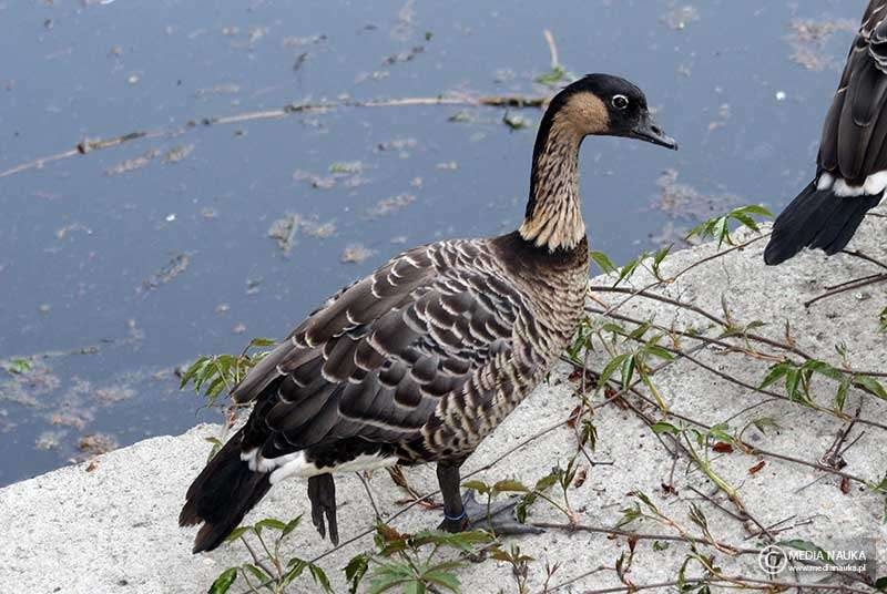 Hawaiian Goose Online Puzzle