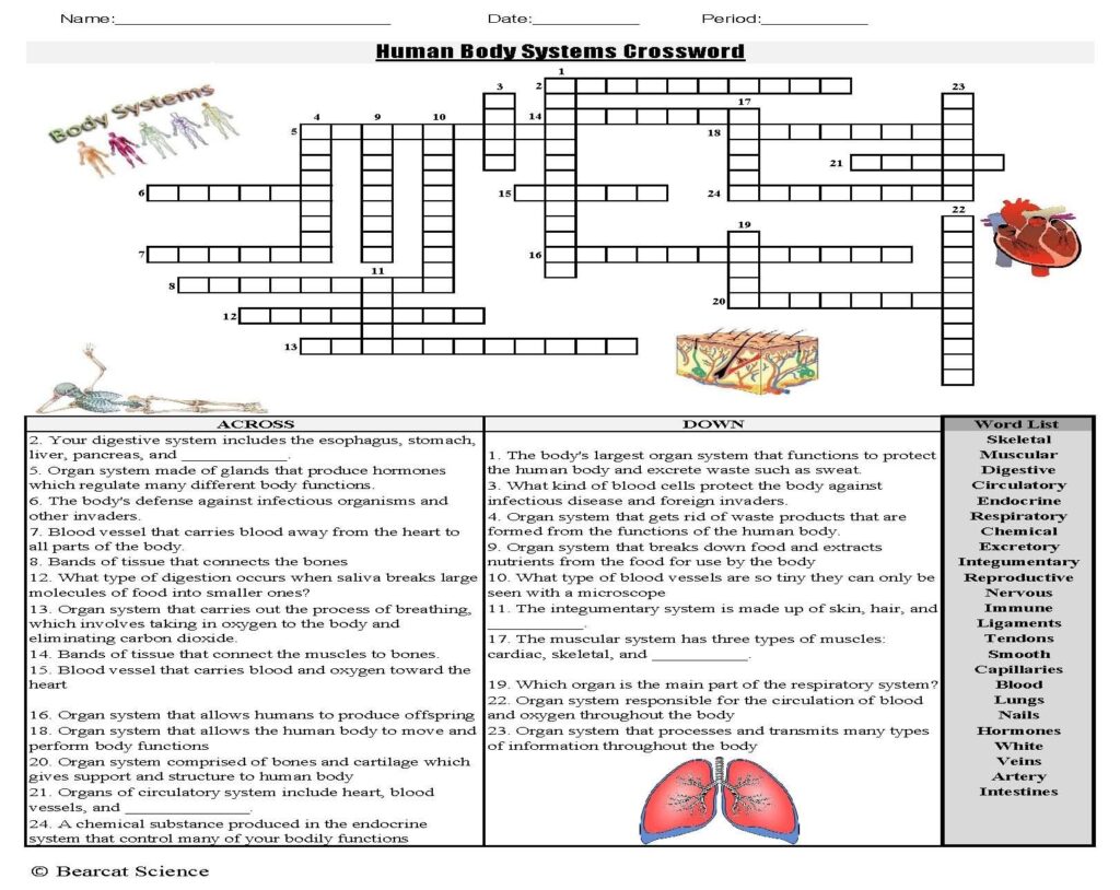 Human Body Systems Crossword Puzzle