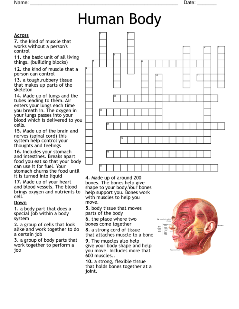 Human Body Systems Crossword Puzzle Answer Key System That Makes The 