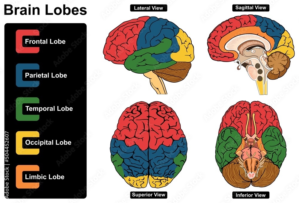 Human Brain Lobes Anatomy Infographic Diagram Lateral Sagittal Superior 