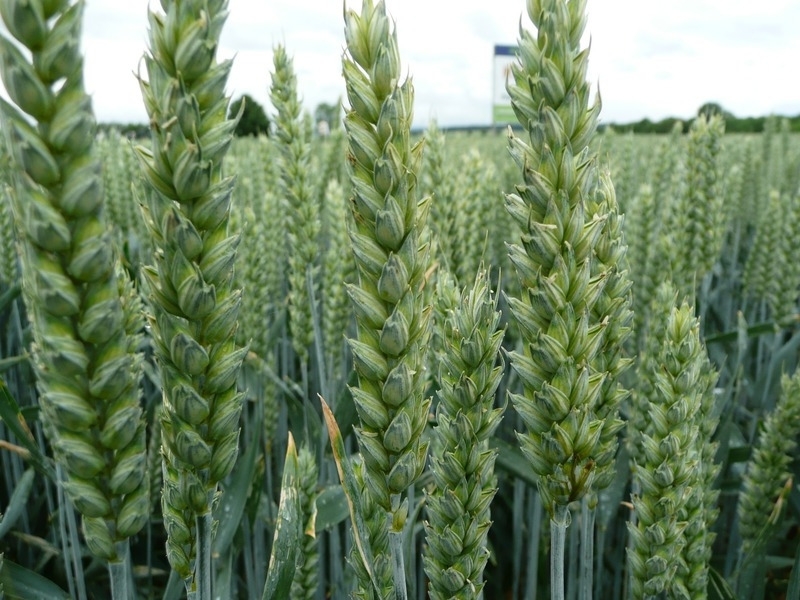 Hybrid Wheat