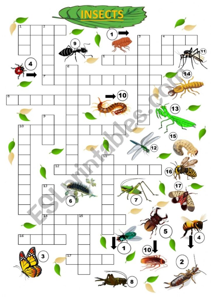 Insects Crossword ESL Worksheet By Harriezt