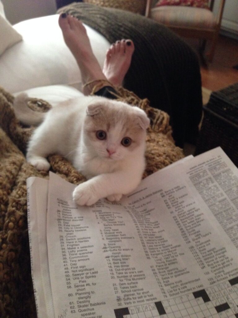 Meredith And A Crossword Puzzle Dog Cat Scottish Fold Animals