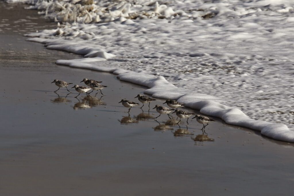 Monkey Puzzle Blog Sandpipers