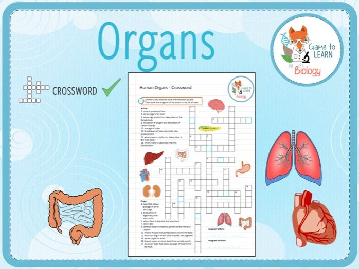 Organs Crossword Puzzle KS3 4 Teaching Resources