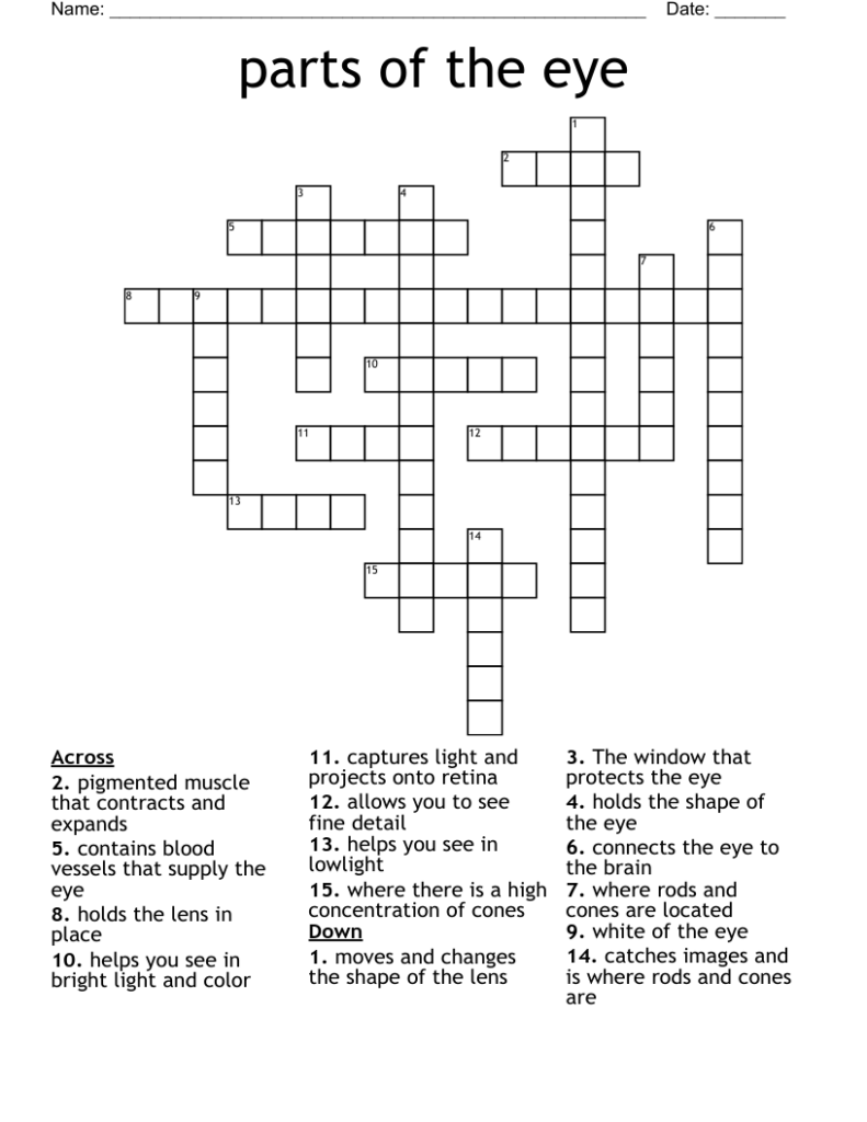 Outer Layer Of The Eye Crossword