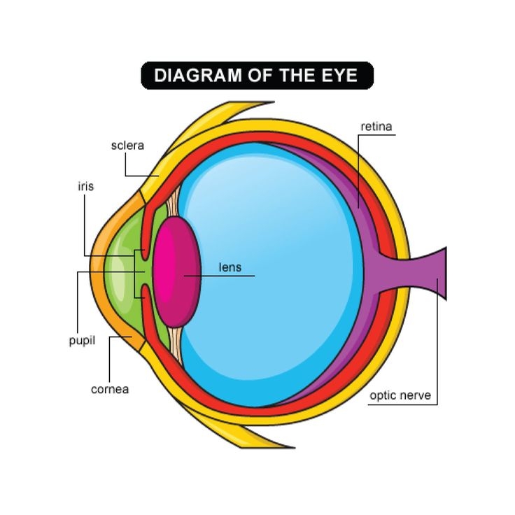 Part Of The Eye Crossword