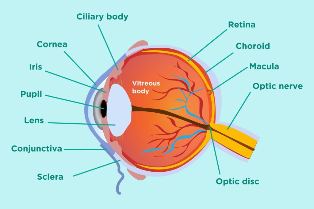 Parts Of The Eye And Their Functions Free Printable Worksheet