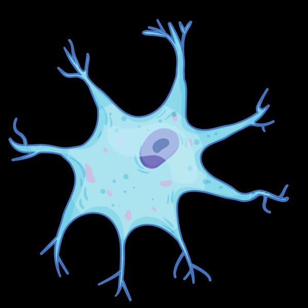 Print Crossword Puzzle GCSE Nervous System Biology Biology Nerves 