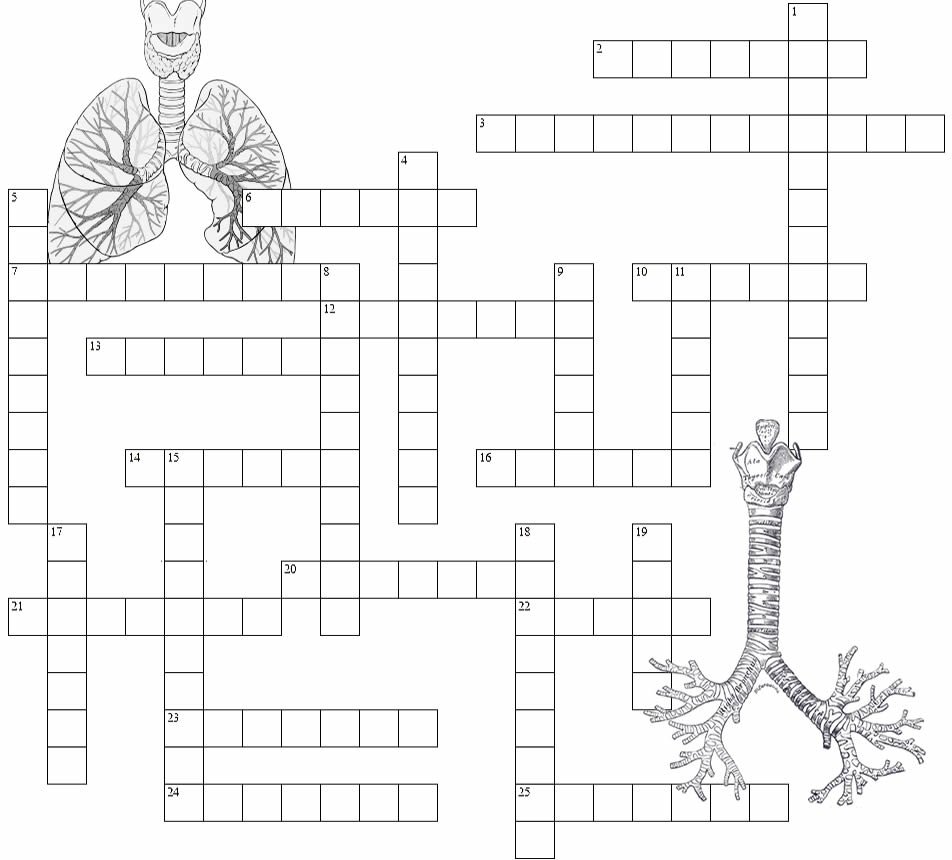 Respiratory System Crossword Puzzle