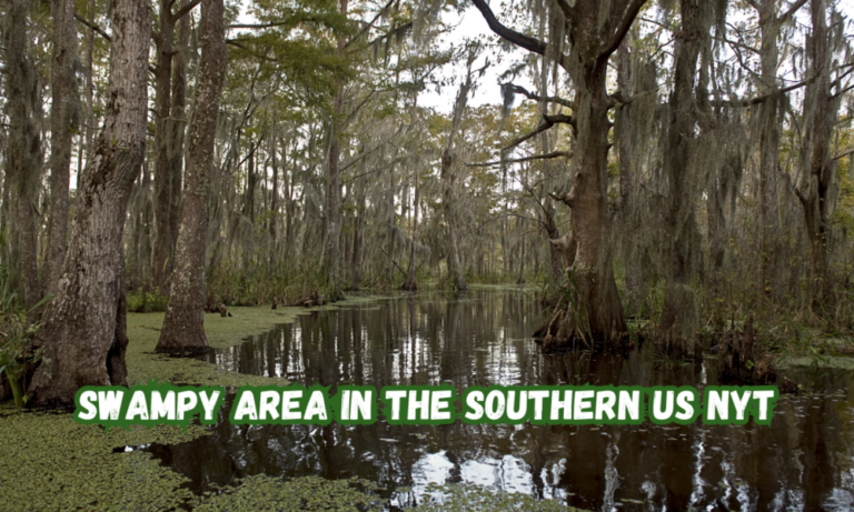 Swampy Area In The Southern US NYT Crossword Clue Answers By 