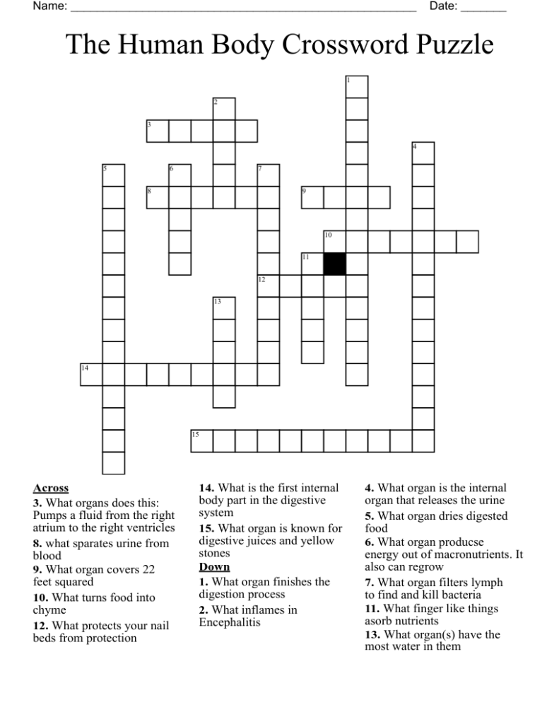 The Human Body Crossword Puzzle WordMint